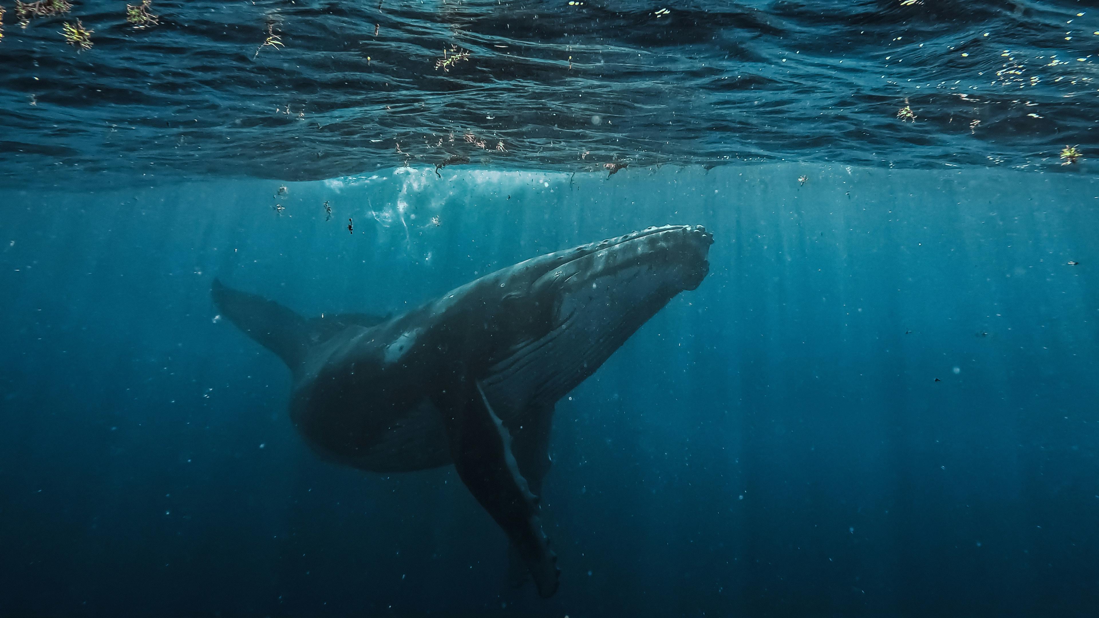 A humpback whale swims just below the ocean surface in deep blue-green water pierced by light rays.