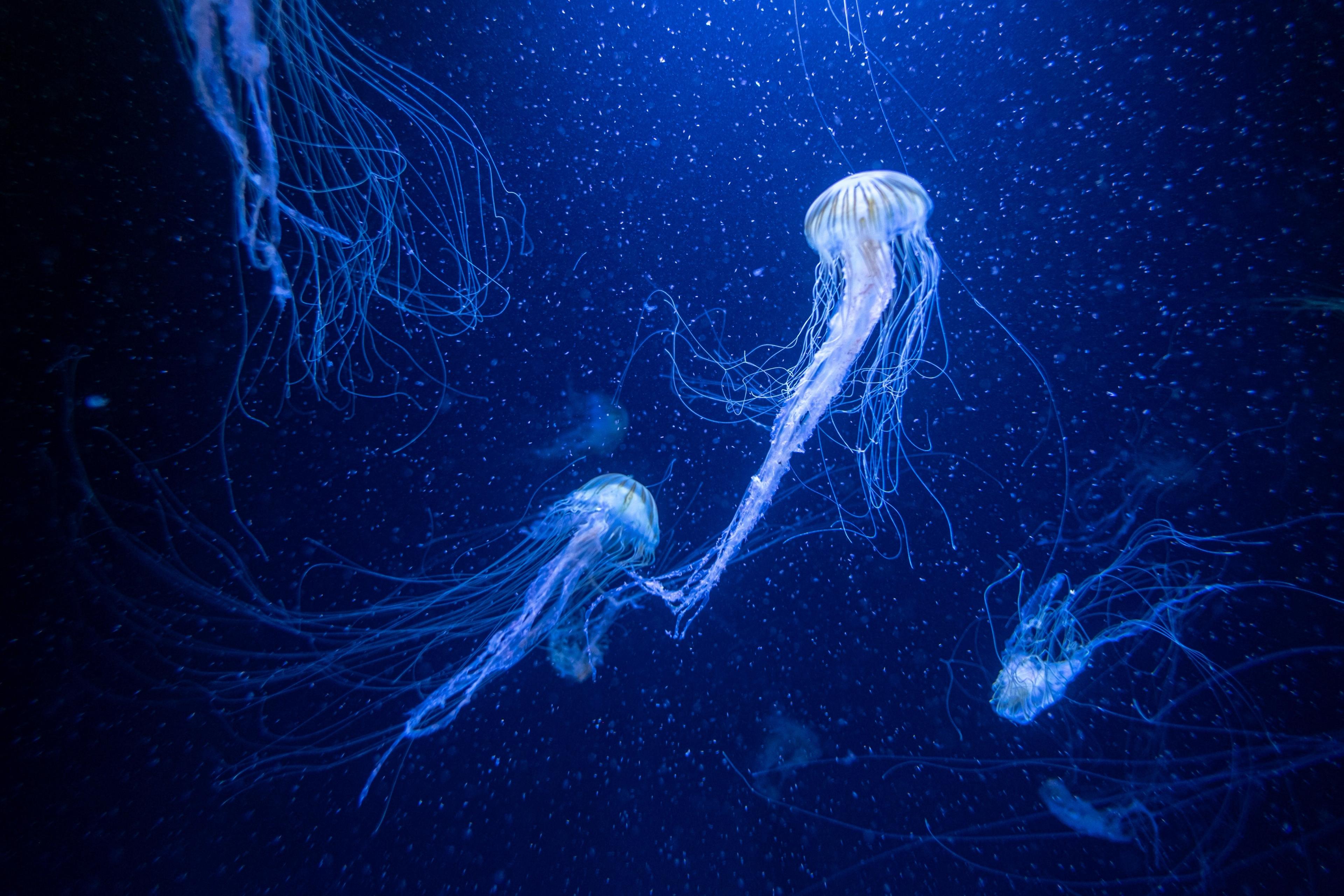 Several sea nettle jellyfish with long trailing tentacles drift in dark blue water flecked with particles.