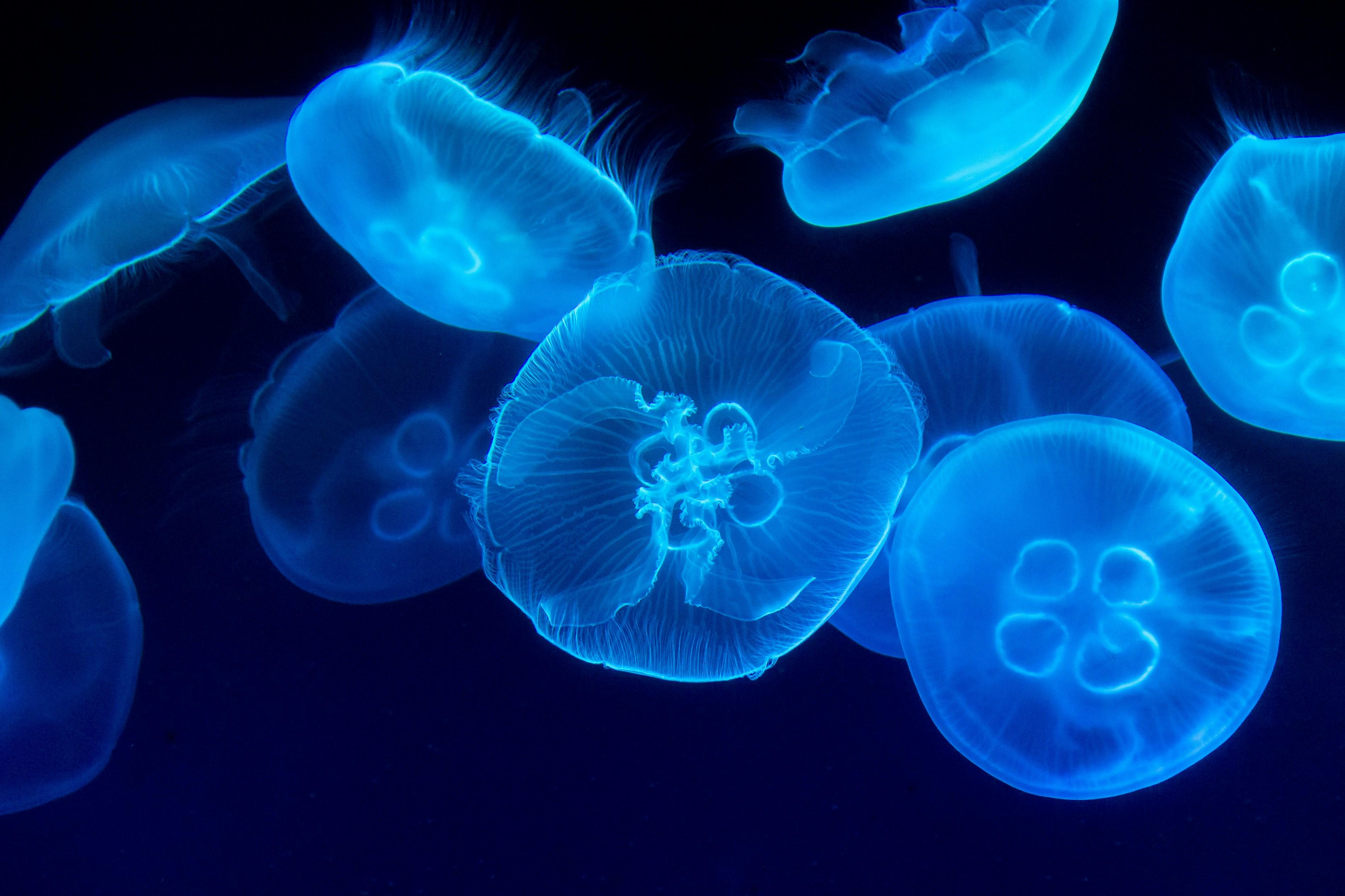 A group of translucent moon jellyfish glowing blue against a dark background.