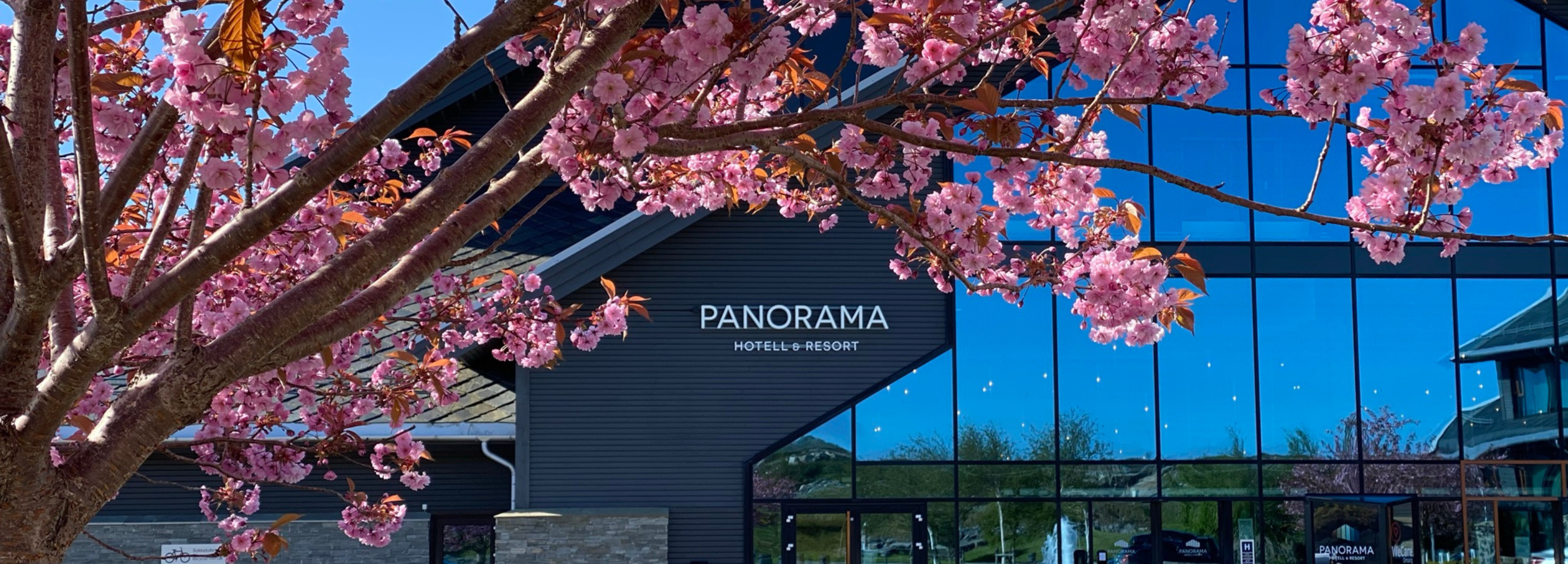 Kirsebær-trær i full blomst til 17.mai-frokost på Panorama Hotell og Resort
