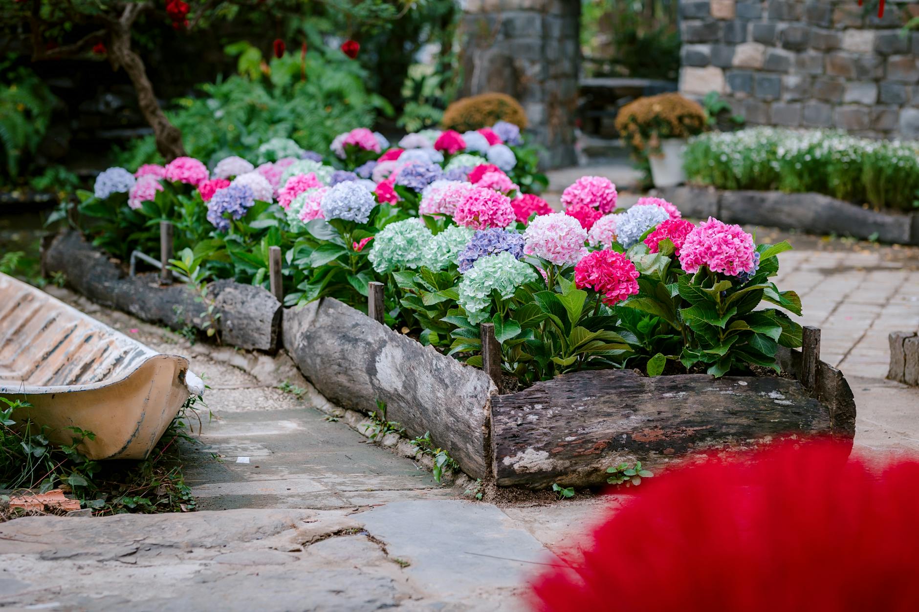 Vibrant hydrangea flowers blooming in a rustic outdoor garden setting, capturing the essence of spring.