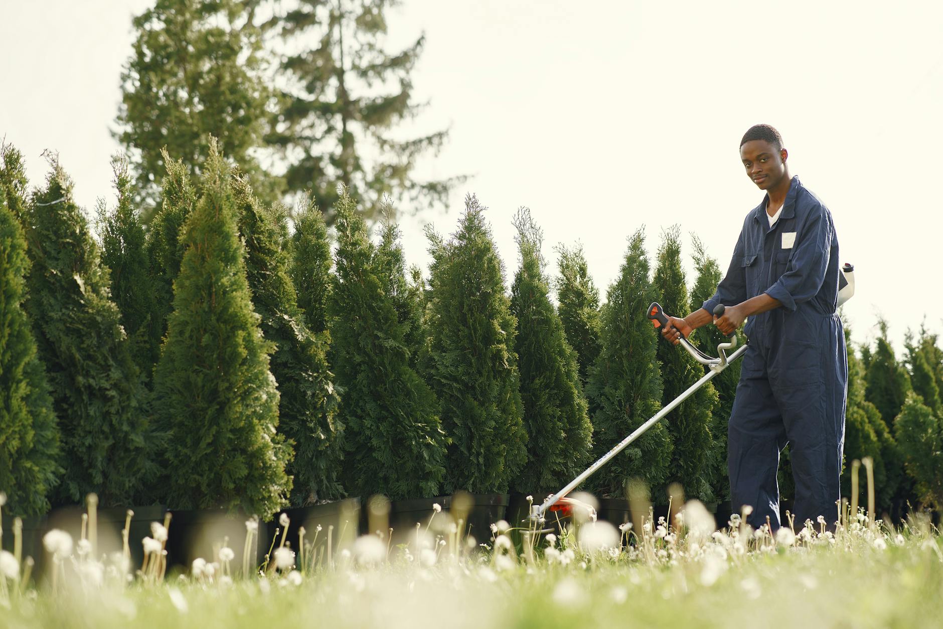 Experienced gardener in overalls uses a trimmer to maintain lush green hedge in daylight.