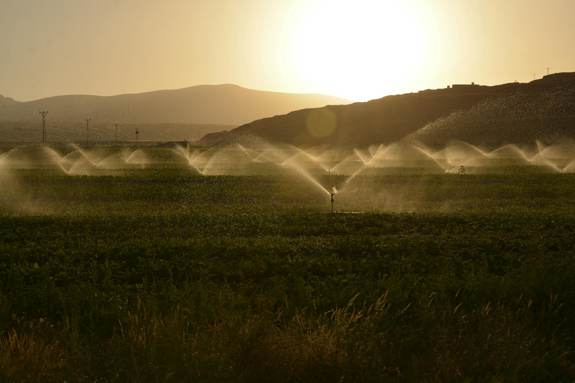 Sprinkler irrigation on a farm at sunset with hills in the background.