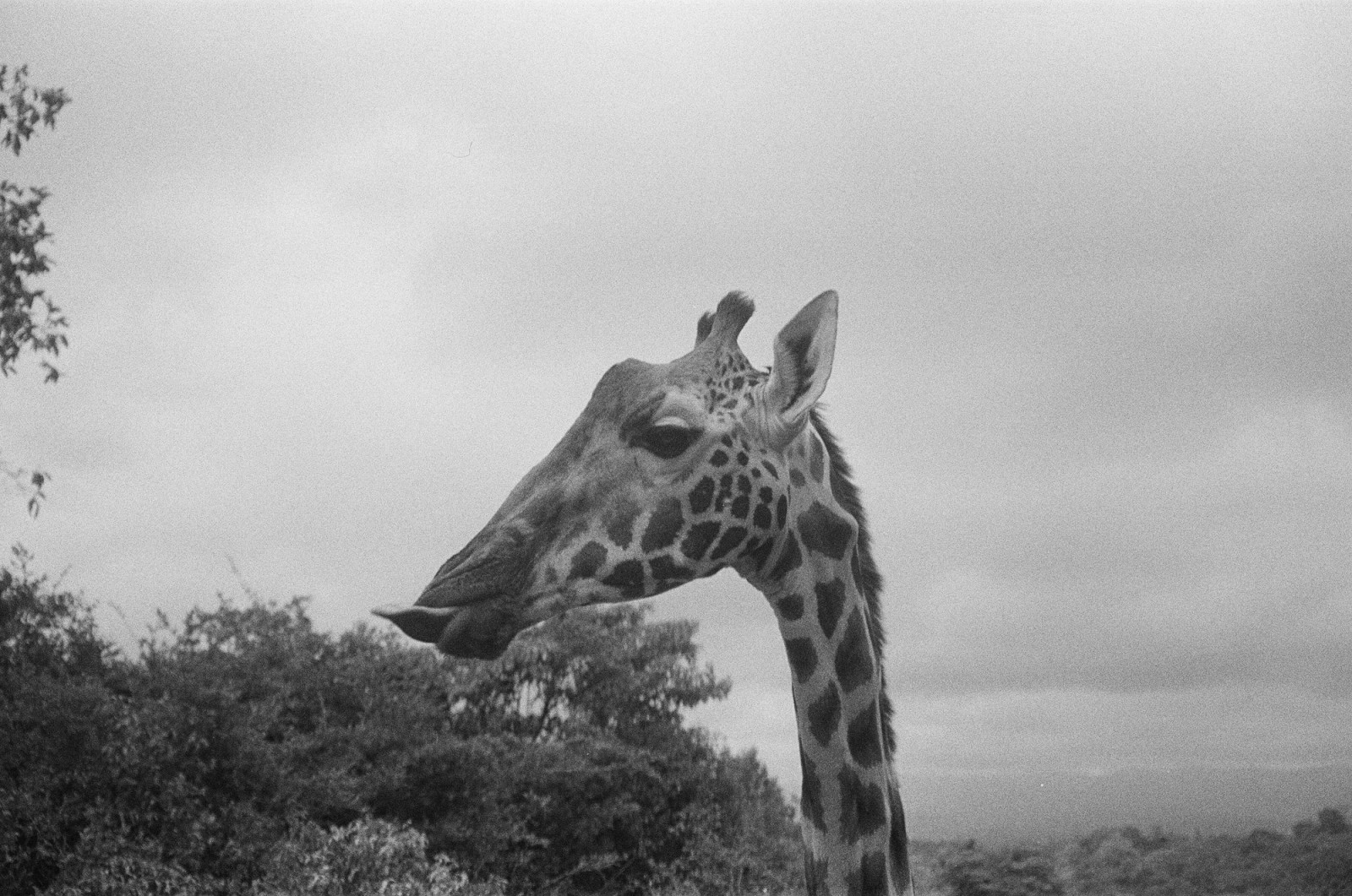 Black and white photo of a giraffe's head and neck looking up at a cloudy sky.