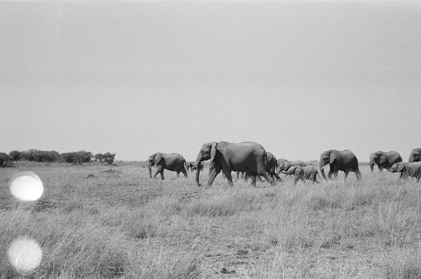 A black and white photo of an elephant herd walking across a grassy savanna.