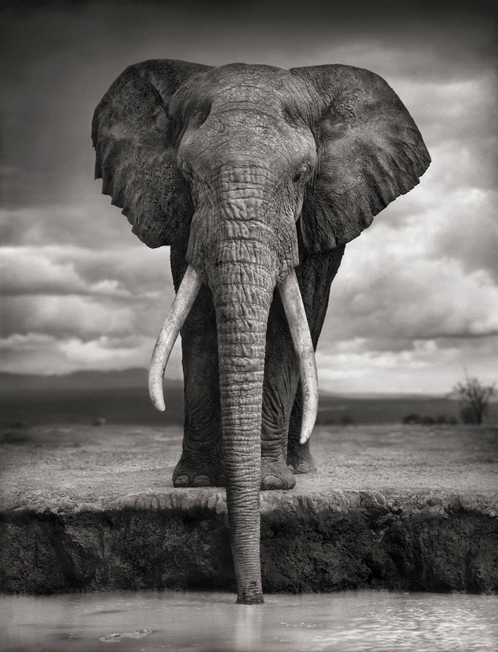 Black and white photo of an elephant dipping its trunk into water under a cloudy sky.