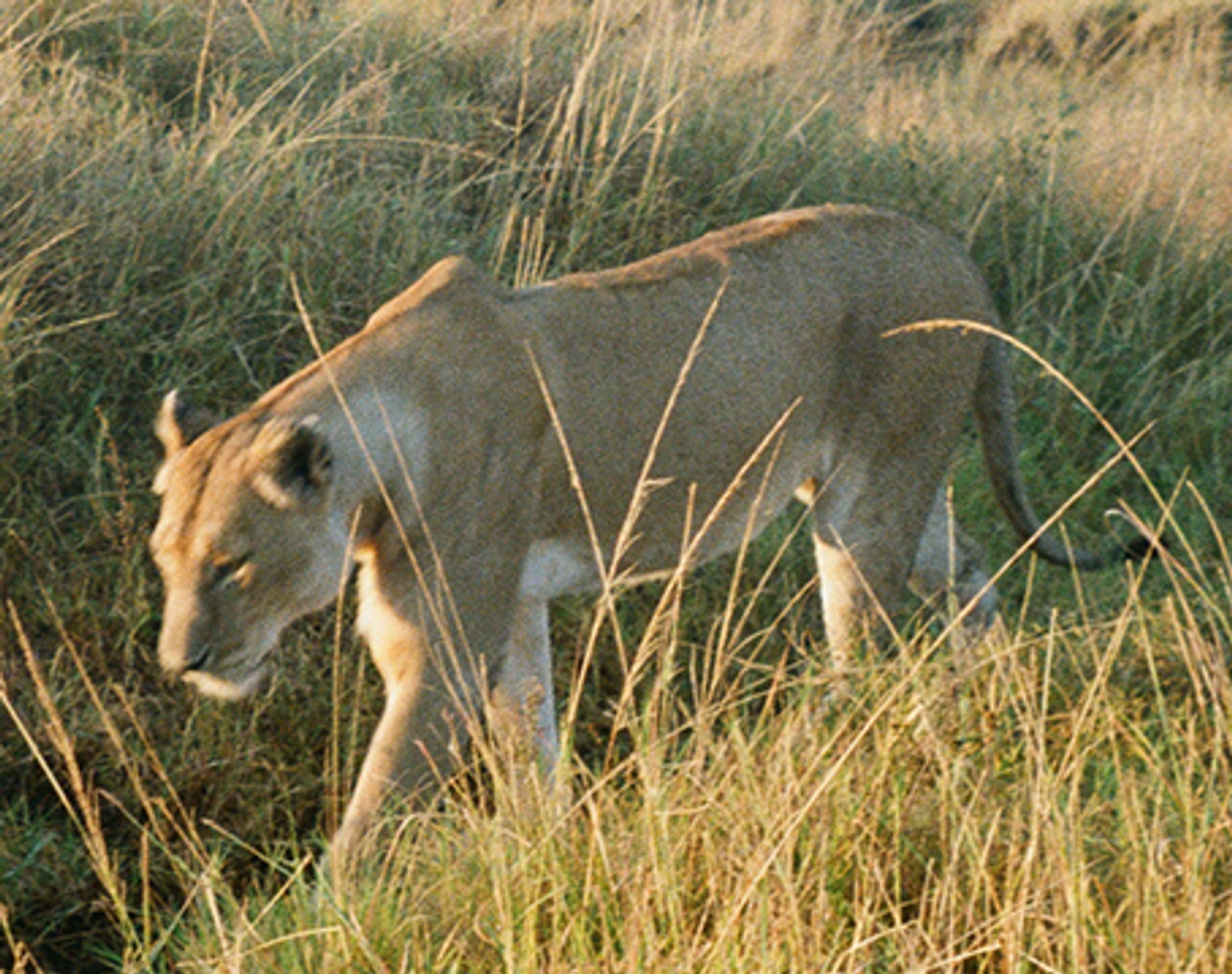 A lioness walks through tall golden grass.