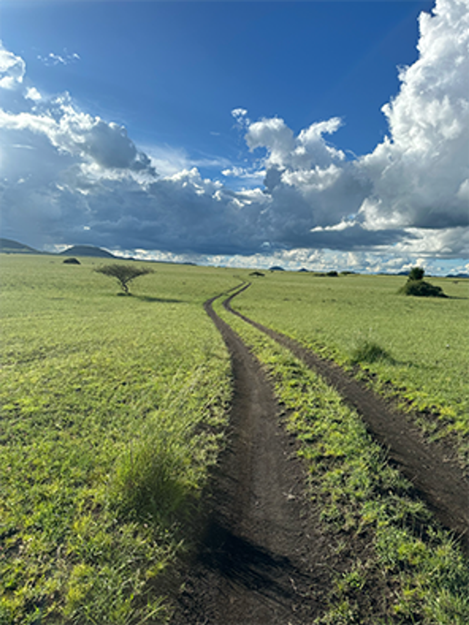 A winding dirt road through a green savanna with a lone tree under a dramatic, cloudy sky.
