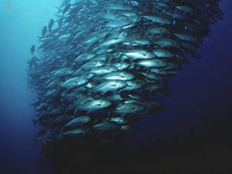 2026年初競り、豊洲市場で記録更新の本マグロ誕生