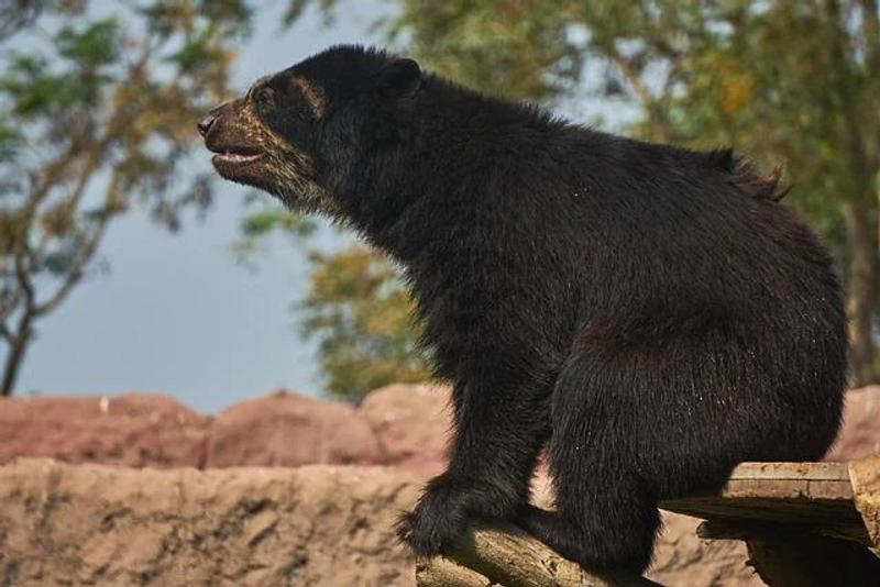 2025年の日本における「クマの疫病」：なぜクマは大量に都市部に侵入するのか？