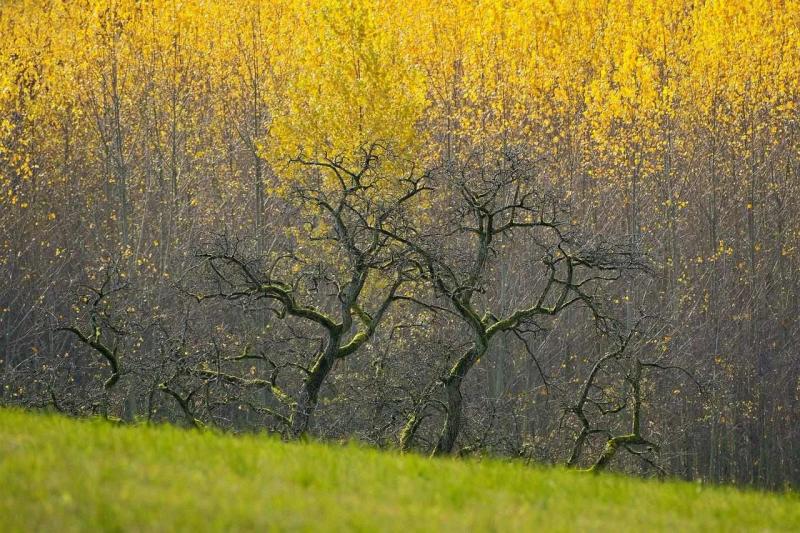 令和の葬送新潮流：なぜ今、日本で「樹木葬」が選ばれるのか？