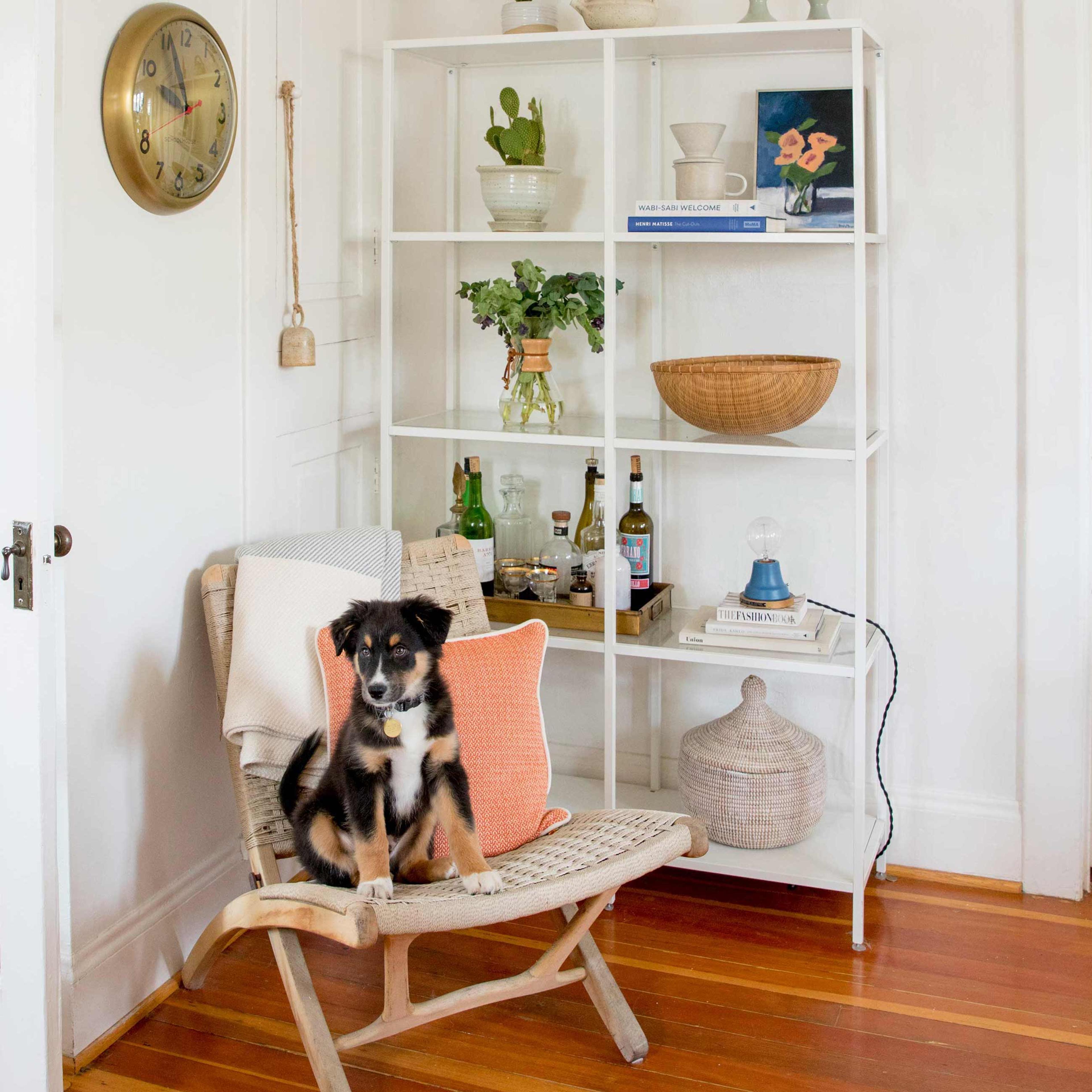Dog sitting on chair.