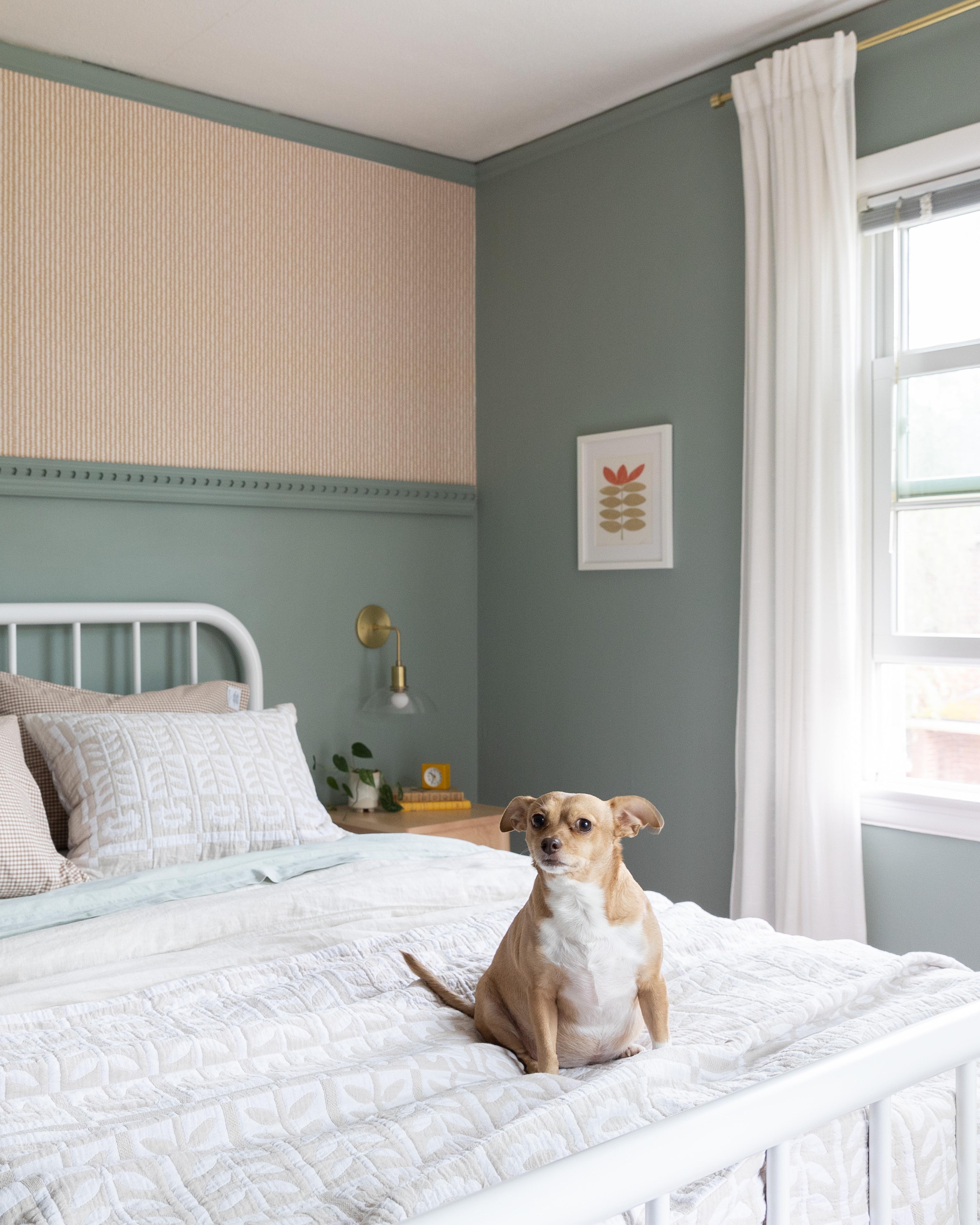Dog on bed.