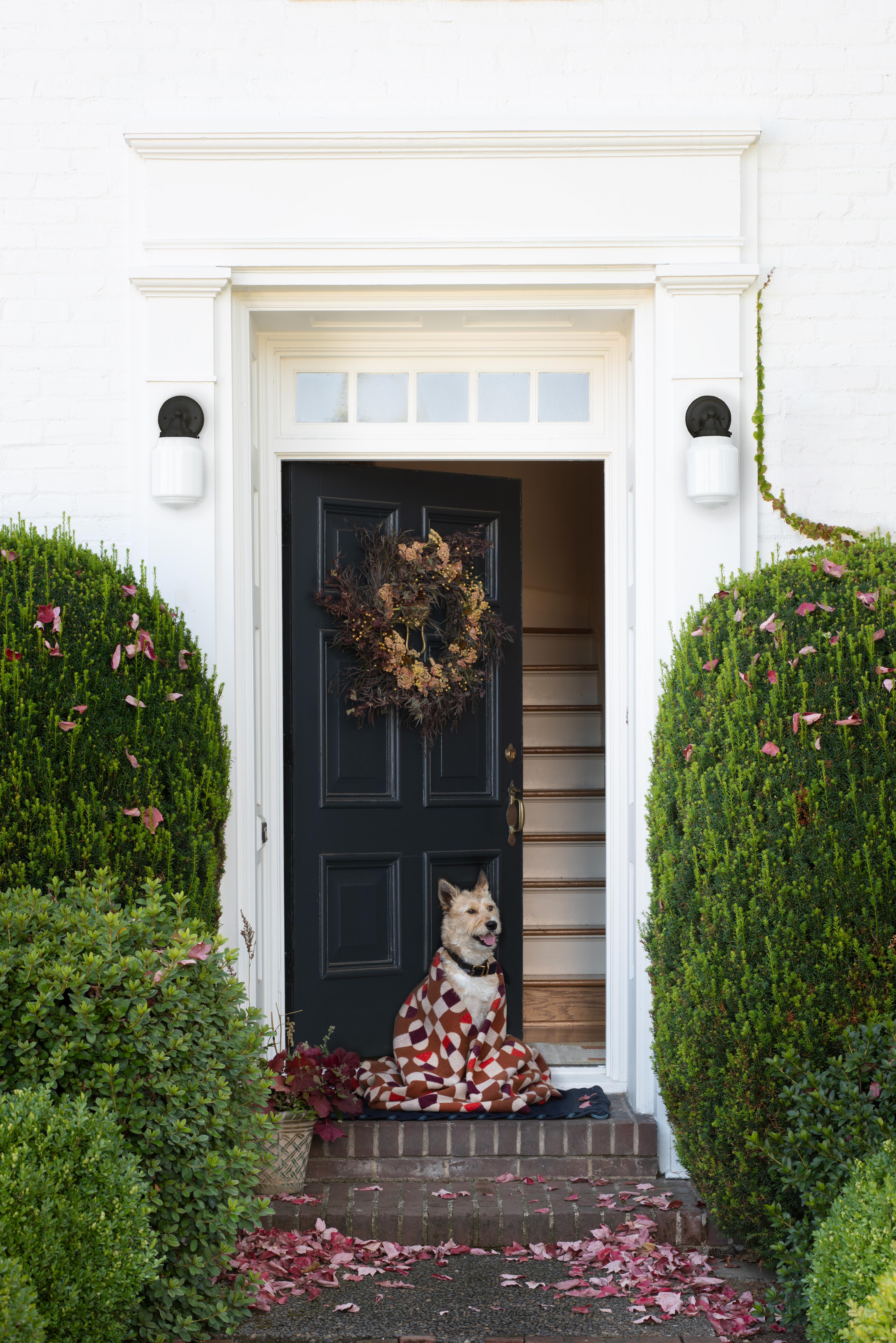 Front door with dog wrapped up in a blanket. 