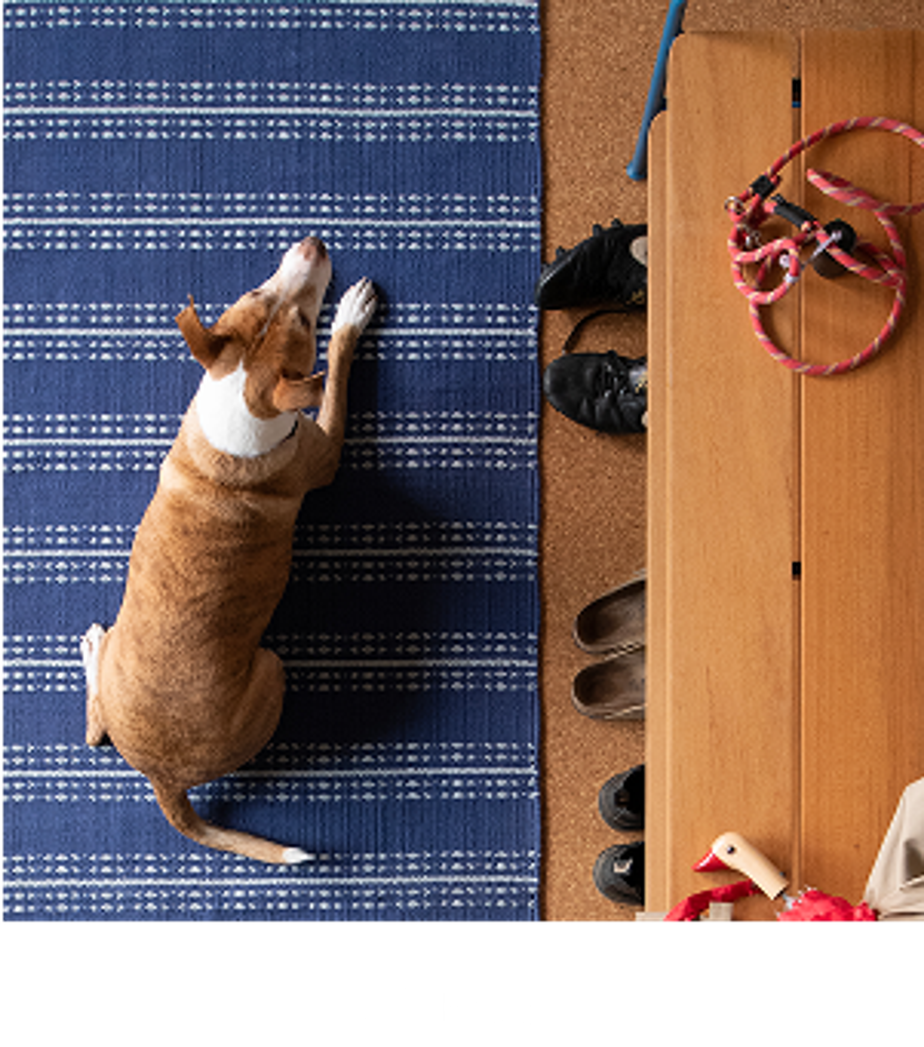 Dog on rug in front of bench