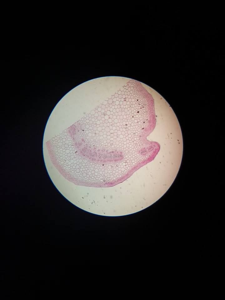 Świat mikro na zajęciach dodatkowych z biologii W maju odbyły się zajęcia dodatkowe z biologii, na k