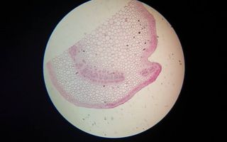 Świat mikro na zajęciach dodatkowych z biologii W maju odbyły się zajęcia dodatkowe z biologii, na k