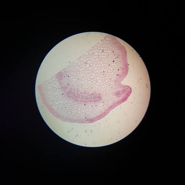 Świat mikro na zajęciach dodatkowych z biologii W maju odbyły się zajęcia dodatkowe z biologii, na k