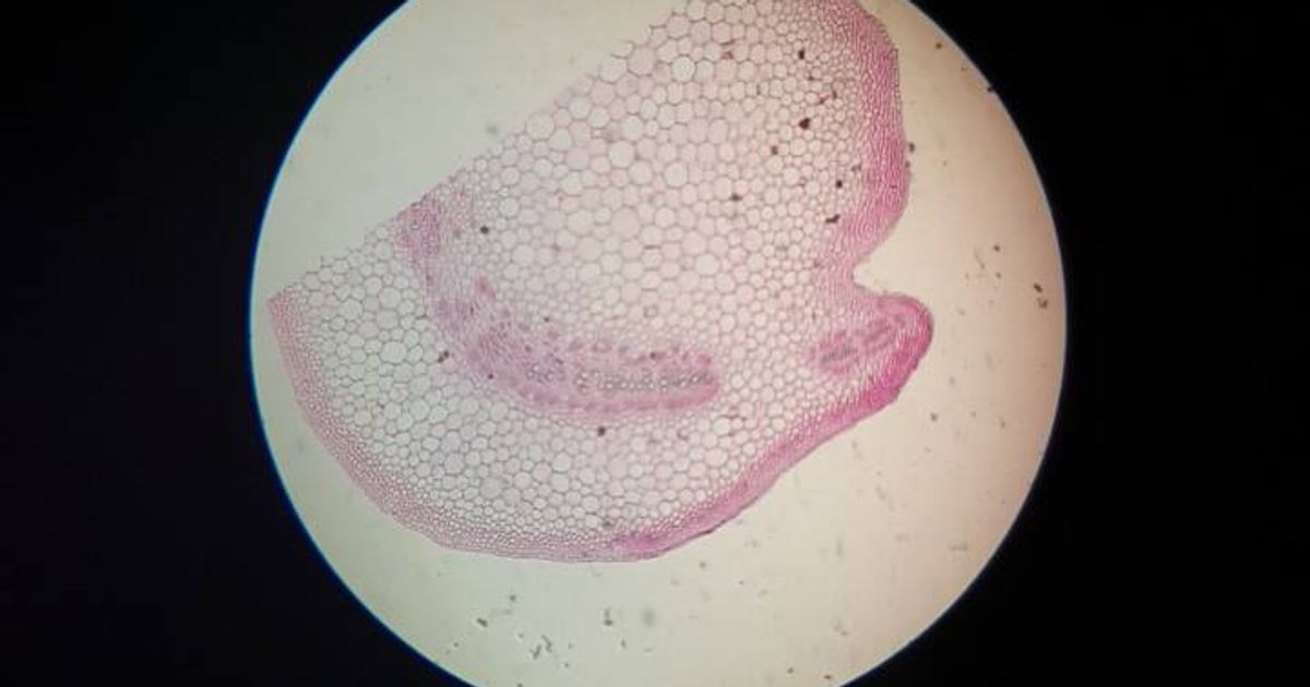 Świat mikro na zajęciach dodatkowych z biologii W maju odbyły się zajęcia dodatkowe z biologii, na k