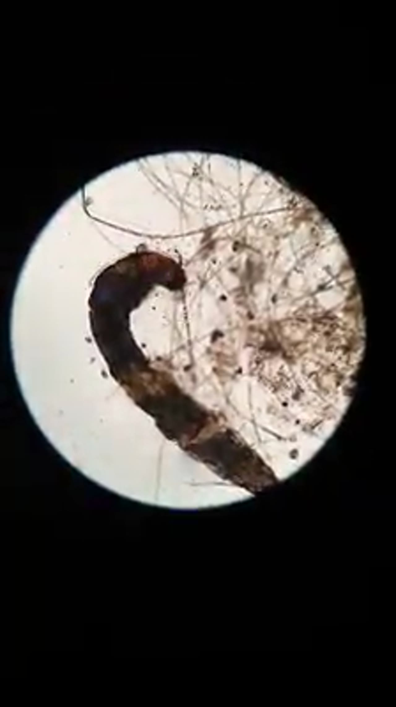 Klatka z filmu 7 — Świat mikro na zajęciach dodatkowych z biologii