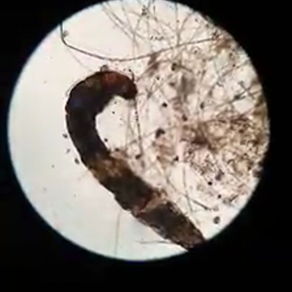 Klatka z filmu 7 — Świat mikro na zajęciach dodatkowych z biologii