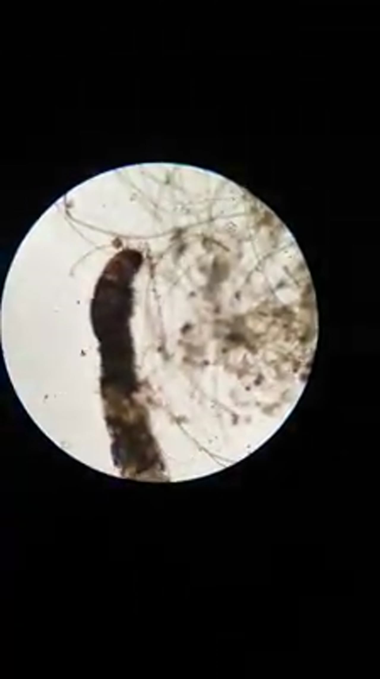 Klatka z filmu 5 — Świat mikro na zajęciach dodatkowych z biologii