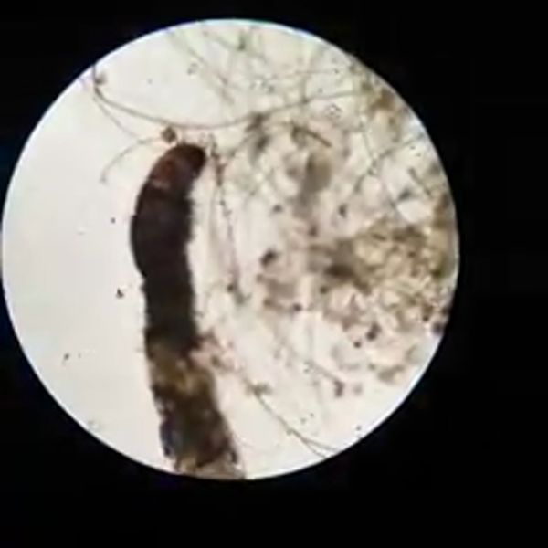 Klatka z filmu 5 — Świat mikro na zajęciach dodatkowych z biologii