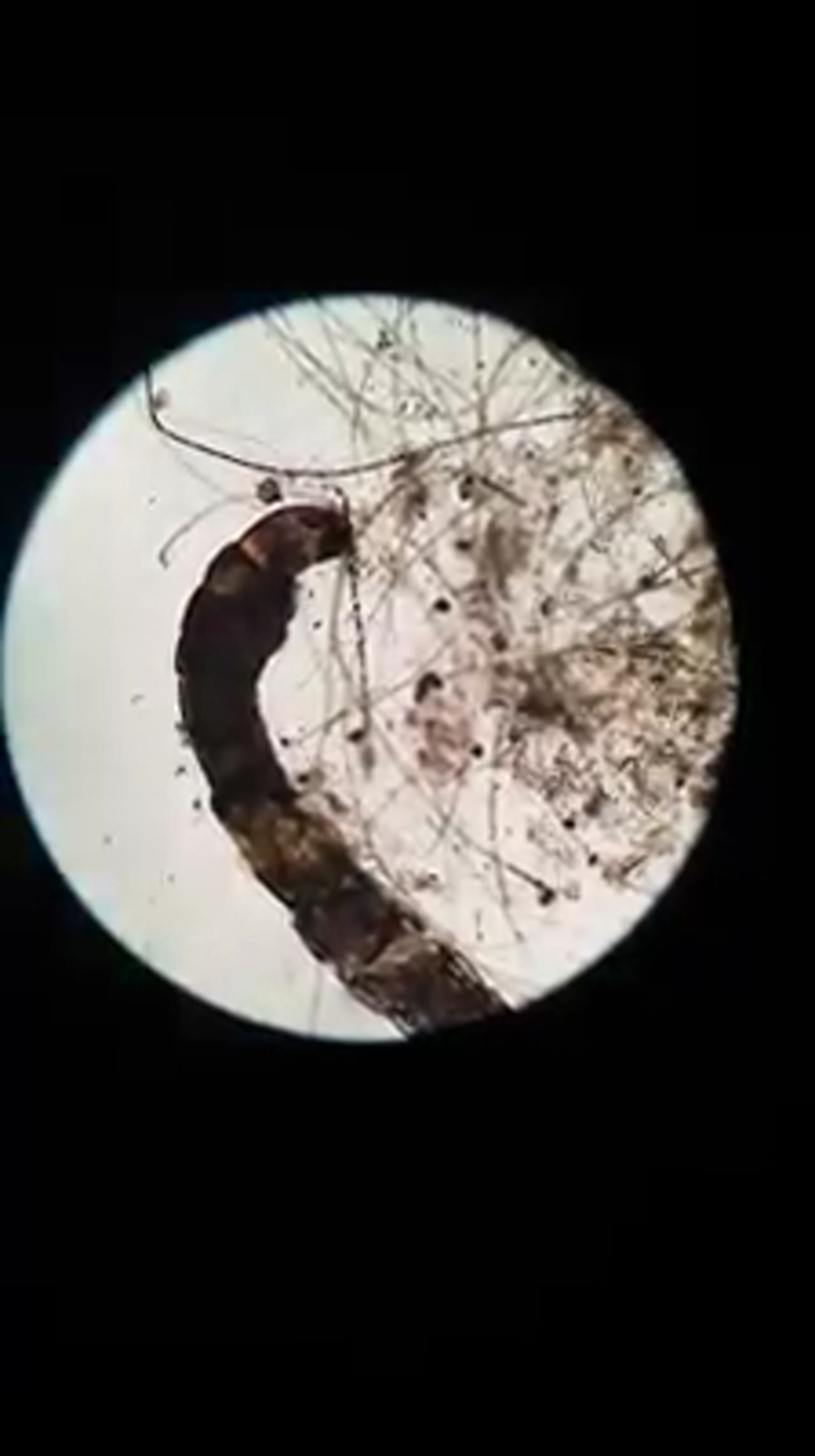Klatka z filmu 6 — Świat mikro na zajęciach dodatkowych z biologii