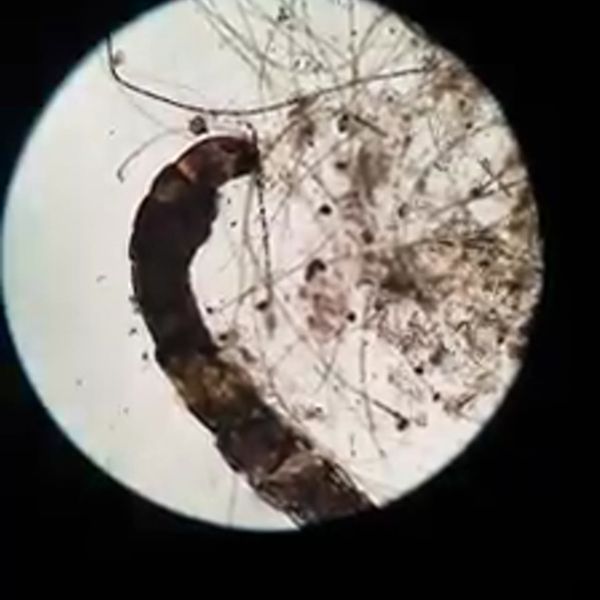 Klatka z filmu 6 — Świat mikro na zajęciach dodatkowych z biologii