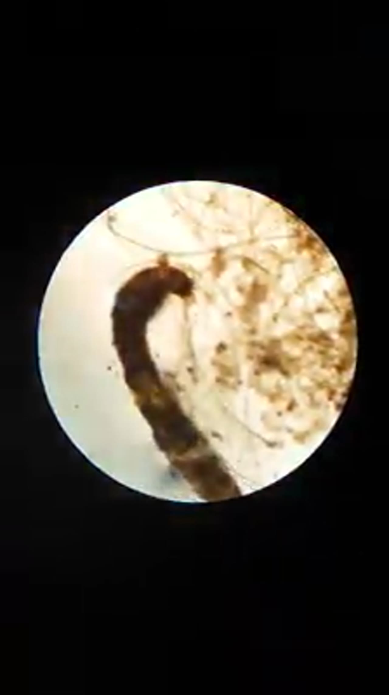 Klatka z filmu 2 — Świat mikro na zajęciach dodatkowych z biologii