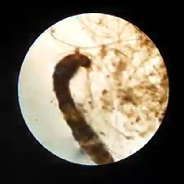 Klatka z filmu 2 — Świat mikro na zajęciach dodatkowych z biologii