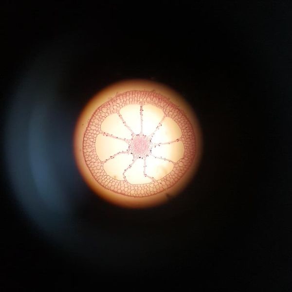 Świat mikro na zajęciach dodatkowych z biologii W maju odbyły się zajęcia dodatkowe z biologii, na k (zdjęcie 2)