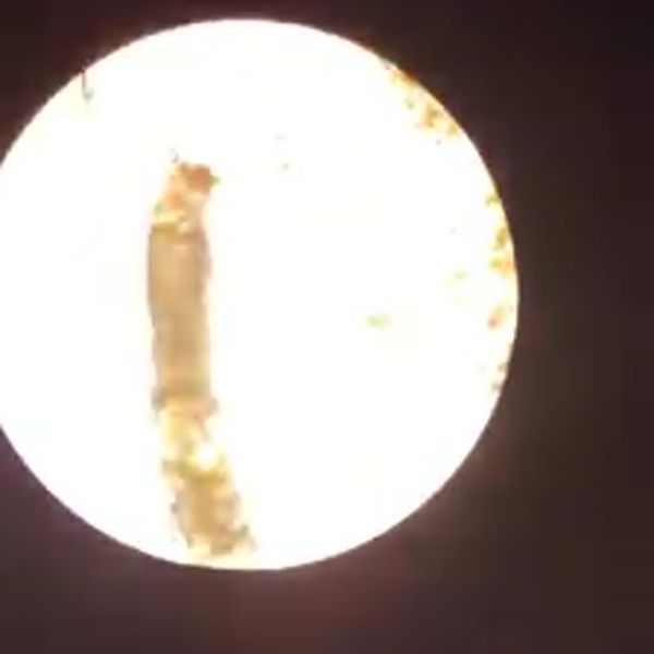 Klatka z filmu 4 — Świat mikro na zajęciach dodatkowych z biologii