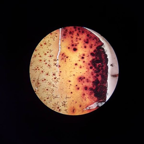 Świat mikro na zajęciach dodatkowych z biologii W maju odbyły się zajęcia dodatkowe z biologii, na k (zdjęcie 4)