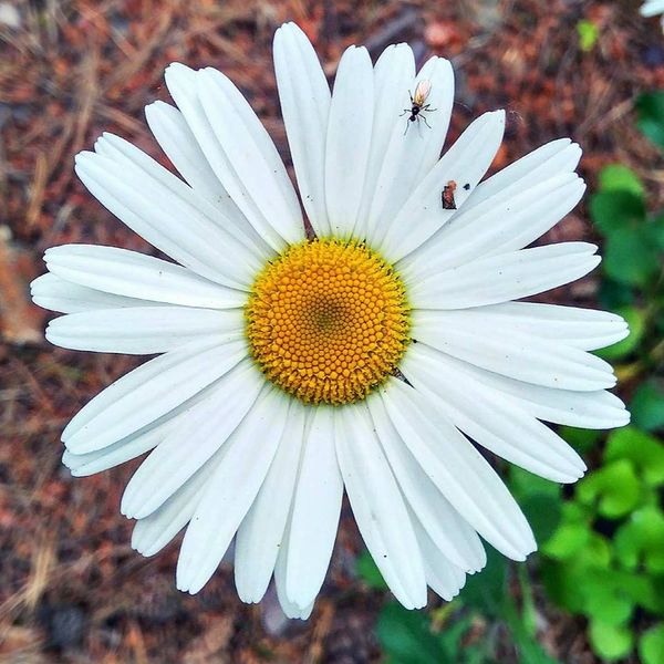 Bitewny kurz Menedżerady już opadł, a grupa zwycięzców z klasy II TA wraz z wychowawcą Mirosławą Kru (zdjęcie 11)