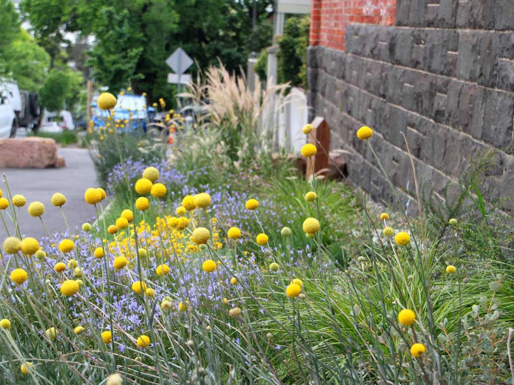 A close up of yellow button flowers and smaller purple flowers against a bluestone wall on a concrete nature-strip