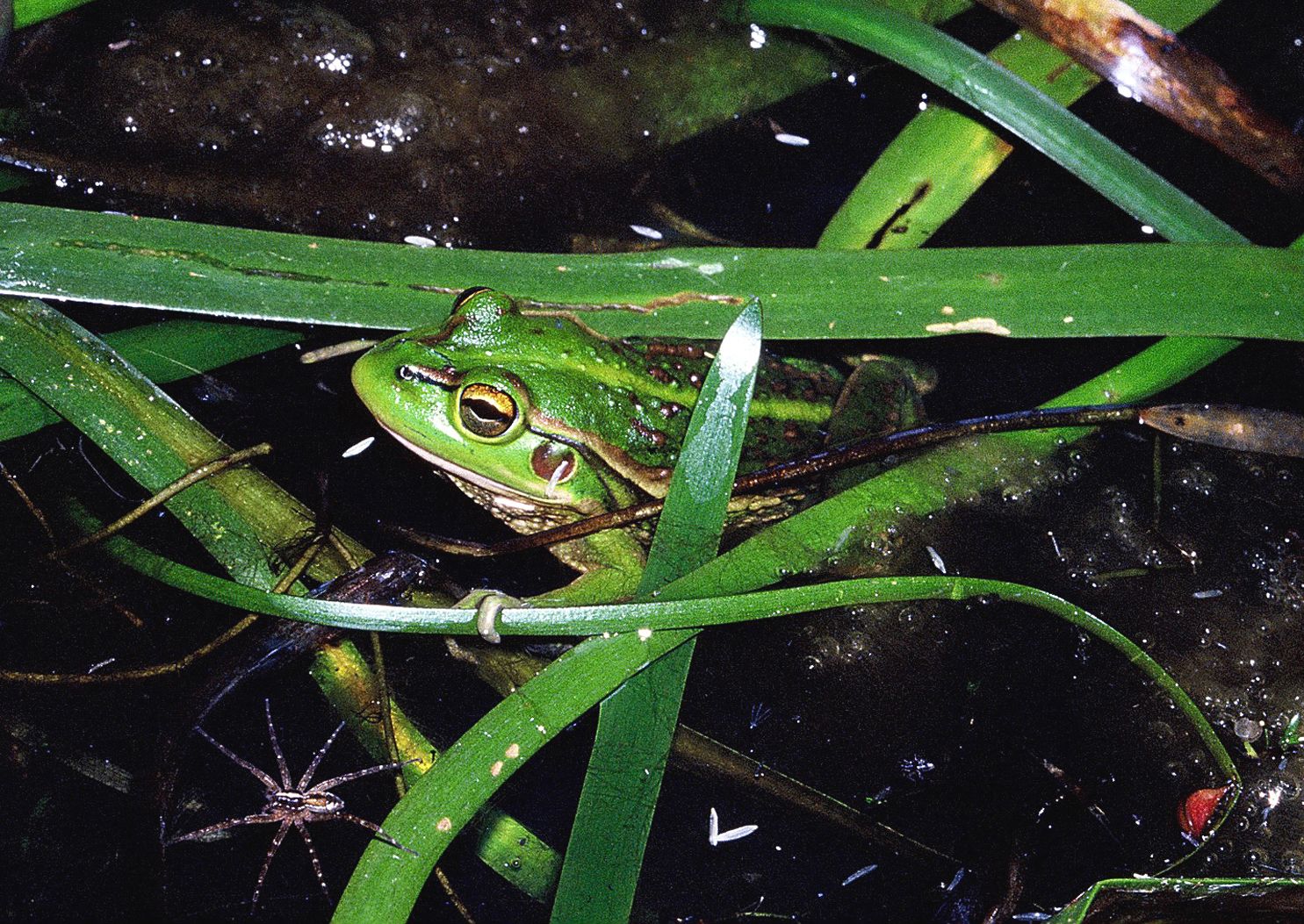 A close up of  bright green frog with yellow markings sitting in water holding on to a long, slim green leaf