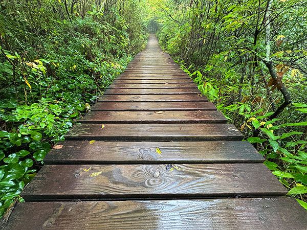 Scene along Graveyard Fields Loop Trail.