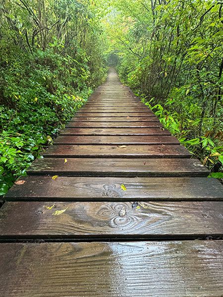 Scene along Graveyard Fields Loop Trail.