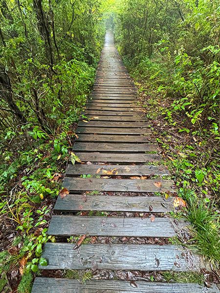Scene along Graveyard Fields Loop Trail.