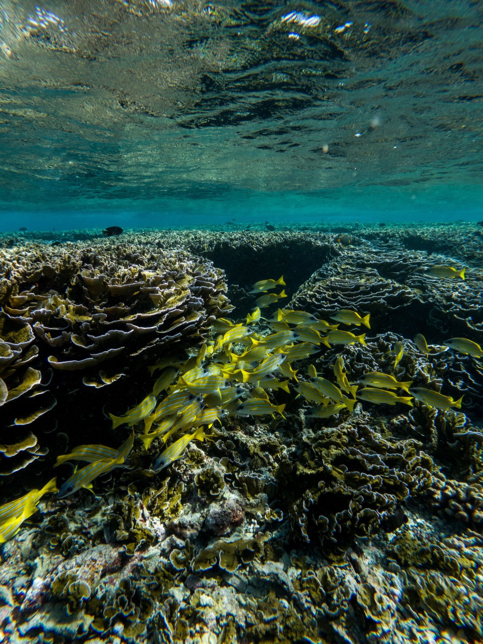 A freediver over the reef