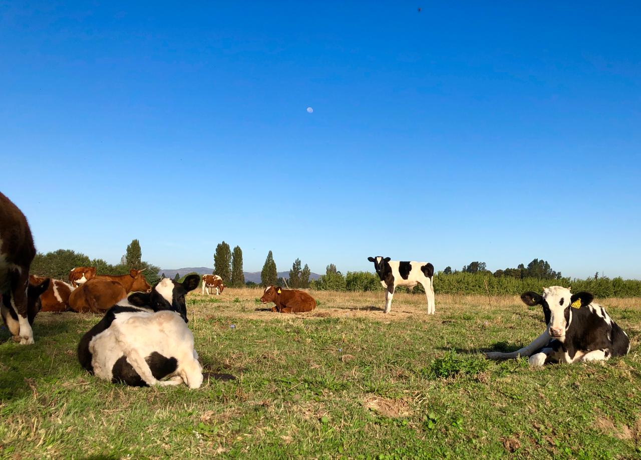 Campo y tradicion de Queseria Don Nelson