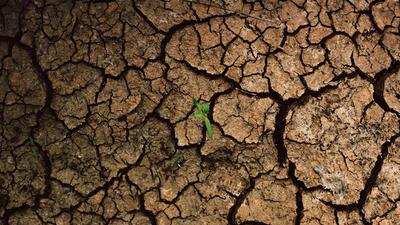 A green plant shoot emerging from dry, cracked earth, symbolising business resilience and climate adaptation