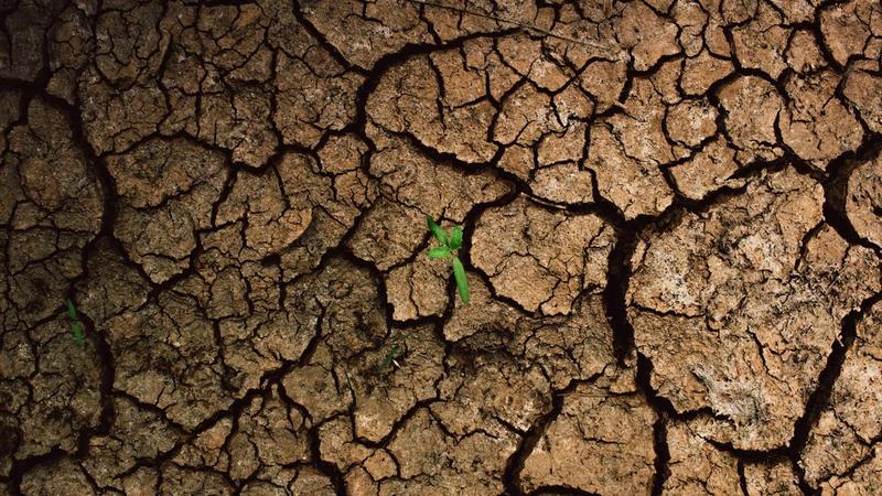 A green plant shoot emerging from dry, cracked earth, symbolising business resilience and climate adaptation
