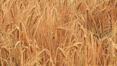 A parched brown wheat field under hazy daylight at the end of a dry summer