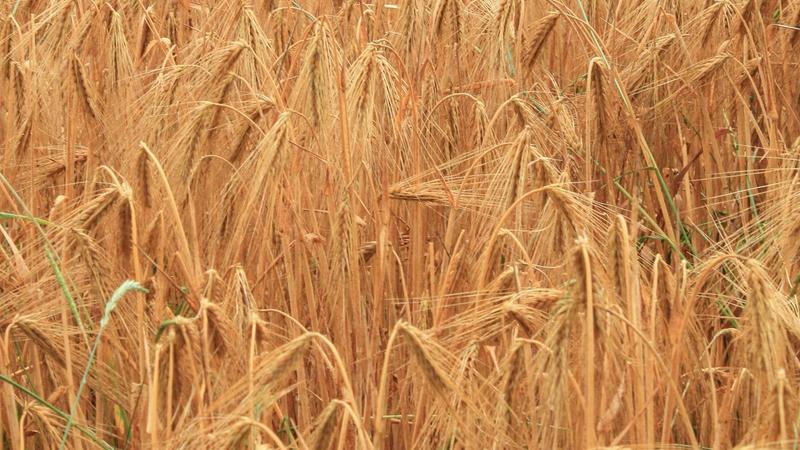 A parched brown wheat field under hazy daylight at the end of a dry summer