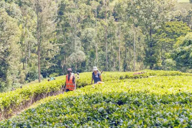 Which Are the Best Agro-tourism Tea Farms to Visit in Kenya?