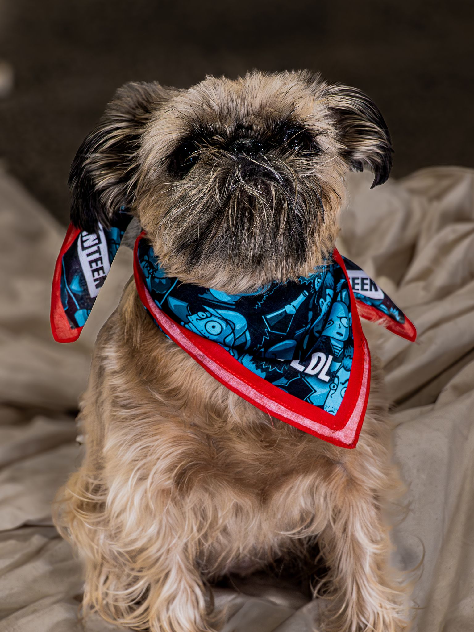 three young people lying on the grass laughing