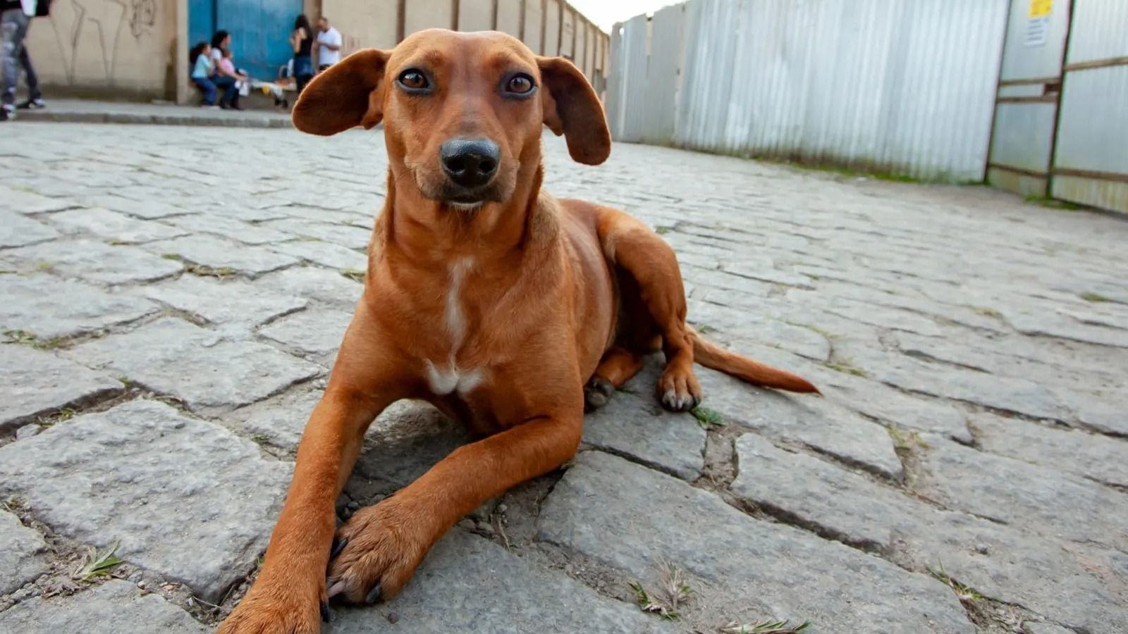 No Senado, Reinaldo ajudará a construir centro para acolhimento de pets em MS