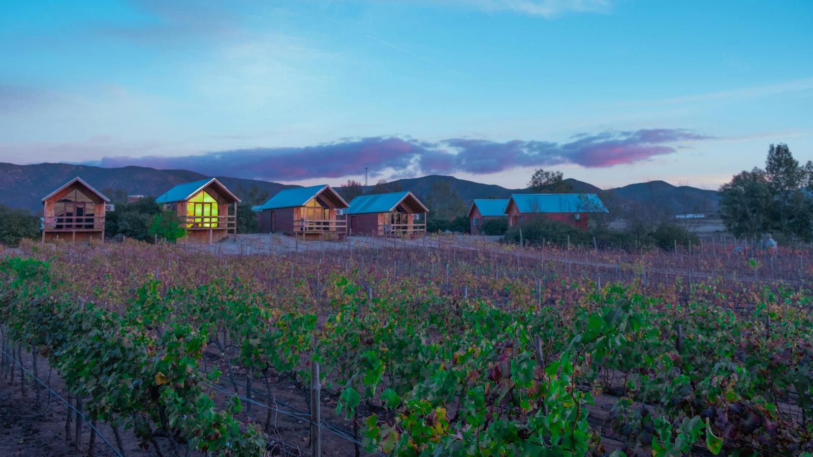 A row of small wooden guest cabins at the edge of a vineyard at dusk, with their lights on and hills behind